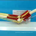 Hot Sale Elbow Joint with Functional Muscles Model